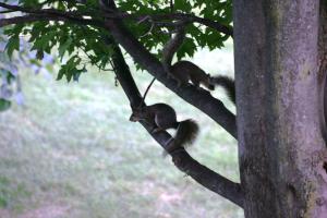 <img300*0:stuff/z/169023/Squirrels%253a%2529/i1279821585_25.jpg>