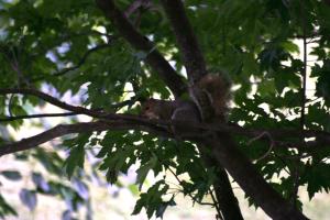 <img300*0:stuff/z/169023/Squirrels%253a%2529/i1279821585_26.jpg>