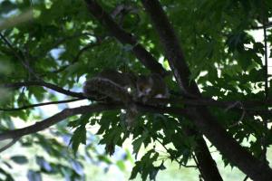 <img300*0:stuff/z/169023/Squirrels%253a%2529/i1279821585_27.jpg>
