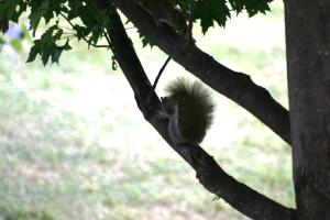 <img300*0:stuff/z/169023/Squirrels%253a%2529/i1279821585_28.jpg>