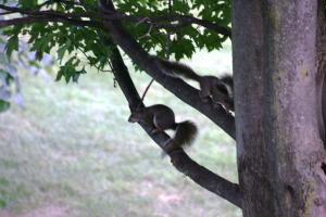 <img300*0:stuff/z/169023/Squirrels%253a%2529/i1279821585_29.jpg>