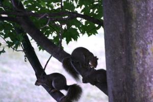 <img300*0:stuff/z/169023/Squirrels%253a%2529/i1279821585_30.jpg>
