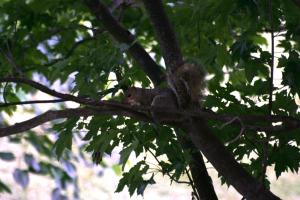 <img300*0:stuff/z/169023/Squirrels%253a%2529/i1279821585_32.jpg>
