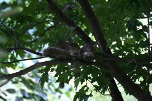 <img300*0:stuff/z/169023/Squirrels%253a%2529/i1279821585_33.jpg>