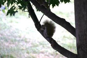 <img300*0:stuff/z/169023/Squirrels%253a%2529/i1279821585_34.jpg>