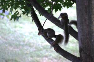 <img300*0:stuff/z/169023/Squirrels%253a%2529/i1279821586_35.jpg>
