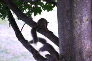 <img300*0:stuff/z/169023/Squirrels%253a%2529/i1279821586_36.jpg>