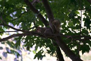 <img300*0:stuff/z/169023/Squirrels%253a%2529/i1279821586_38.jpg>