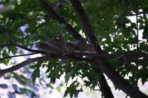 <img300*0:stuff/z/169023/Squirrels%253a%2529/i1279821586_39.jpg>