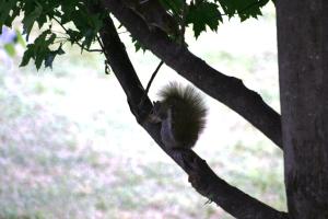 <img300*0:stuff/z/169023/Squirrels%253a%2529/i1279821586_40.jpg>
