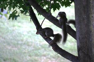 <img300*0:stuff/z/169023/Squirrels%253a%2529/i1279821586_41.jpg>