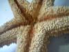 <img100*0:stuff/z/169023/Starfish%25202/i1263430377_1.jpg>