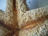 <img100*0:stuff/z/169023/Starfish%25202/i1263430377_2.jpg>