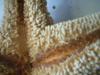 <img100*0:stuff/z/169023/Starfish%25202/i1263430377_3.jpg>