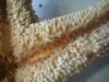 <img100*0:stuff/z/169023/Starfish%25202/i1263430377_4.jpg>