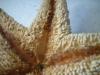 <img100*0:stuff/z/169023/Starfish%25202/i1263430377_5.jpg>