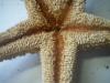 <img100*0:stuff/z/169023/Starfish%25202/i1263430377_6.jpg>