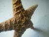 <img100*0:stuff/z/169023/Starfish%25202/i1263430377_7.jpg>