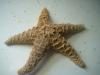 <img100*0:stuff/z/169023/Starfish%25202/i1263430377_8.jpg>
