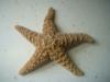 <img100*0:stuff/z/169023/Starfish/i1263430460_1.jpg>