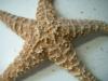 <img100*0:stuff/z/169023/Starfish/i1263430460_2.jpg>