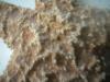 <img100*0:stuff/z/169023/Starfish/i1263430460_3.jpg>