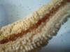 <img100*0:stuff/z/169023/Starfish/i1263430460_5.jpg>