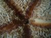<img100*0:stuff/z/169023/Starfish/i1263430460_6.jpg>