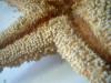 <img100*0:stuff/z/169023/Starfish/i1263430460_7.jpg>