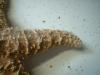 <img100*0:stuff/z/169023/Starfish/i1263430460_8.jpg>