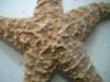 <img100*0:stuff/z/169023/Starfish/i1263430460_9.jpg>