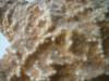 <img100*0:stuff/z/169023/Starfish/i1263430461_10.jpg>