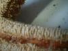 <img100*0:stuff/z/169023/Starfish/i1263430461_11.jpg>