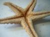 <img100*0:stuff/z/169023/Starfish/i1263430461_13.jpg>