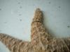 <img100*0:stuff/z/169023/Starfish/i1263430461_14.jpg>