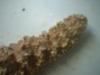 <img100*0:stuff/z/169023/Starfish/i1263430461_15.jpg>