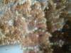 <img100*0:stuff/z/169023/Starfish/i1263430461_16.jpg>