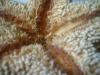 <img100*0:stuff/z/169023/Starfish/i1263430461_18.jpg>