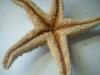 <img100*0:stuff/z/169023/Starfish/i1263430461_19.jpg>