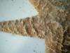 <img100*0:stuff/z/169023/Starfish/i1263430461_20.jpg>