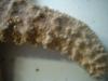 <img100*0:stuff/z/169023/Starfish/i1263430461_21.jpg>