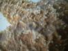 <img100*0:stuff/z/169023/Starfish/i1263430461_22.jpg>