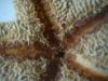 <img100*0:stuff/z/169023/Starfish/i1263430461_23.jpg>