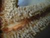 <img100*0:stuff/z/169023/Starfish/i1263430461_24.jpg>