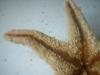 <img100*0:stuff/z/169023/Starfish/i1263430461_25.jpg>