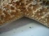 <img100*0:stuff/z/169023/Starfish/i1263430462_26.jpg>