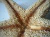 <img100*0:stuff/z/169023/Starfish/i1263430462_28.jpg>