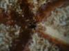 <img100*0:stuff/z/169023/Starfish/i1263430462_29.jpg>
