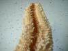 <img100*0:stuff/z/169023/Starfish/i1263430462_30.jpg>