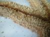 <img100*0:stuff/z/169023/Starfish/i1263430462_31.jpg>